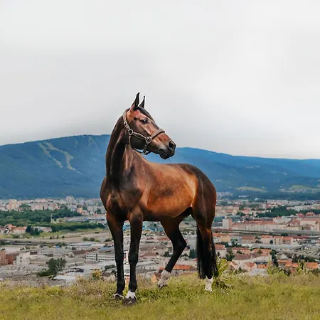 Hotel Tourist Farm Frost Maribor